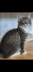 Kattungar Ragdoll/Huskatt 