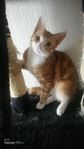 Kattunge 