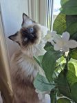 Ragdoll 