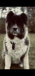 American akita