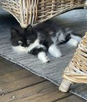 Chinchilla perser/sibiriska kattungar