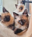 skogkatt / siamesblandning