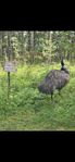 Emu