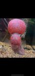 Flowerhorn Kamfa – ovanlig variant med vita ögon