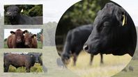 Svarta & Röda Angus