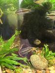 fish pair