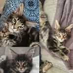 Maincoon kattungar 