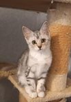Vacker Silver kattunge