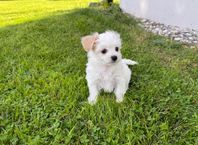 Maltipoo 
