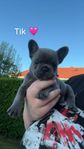 fransk bulldog valpar tik & hane