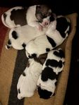 Underbara Jack Russell valpar lågställda