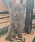 Så söt och go kattunge