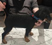 Tysk Jaktterrier valpar