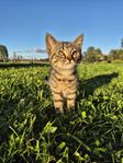 Kattungar 