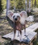 Chinese Crested tik, fyra år 