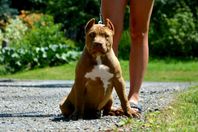 American Bully XL säljes med bibehållen avelsrätt