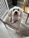 Nea, Bichon Havanais 