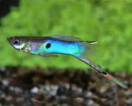 guppy endler 