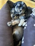 cockerpoo/retromops