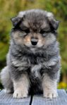 Finsk lapphundsvalp söker dig