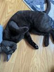 kattunge 