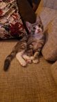 Kattunge