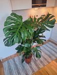Monstera planta.