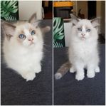 Ljuvliga renrasiga Ragdoll kattungar med leverans