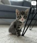 Tre söta kattungar