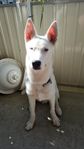 Sebirien Husky Valp