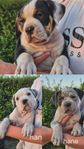 bully XL/old english bulldog 