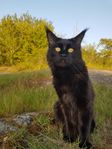 Maine coon hane söker hona