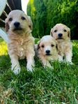 Underbara maltipoo