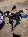 kattungar