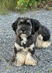Lhasa apso hane