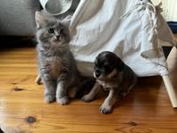 Birma/Ragdoll blandning
