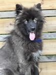 Blandras Valp hane 16 veckor 