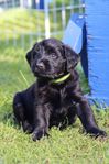 Labradoodle kille 