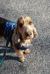Engelsk Cocker Spaniel