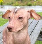 Xoloitzcuintle hane 2år