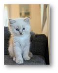 Kattungar