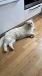 ragdoll