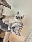 ragdoll katter