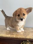 Welsh Corgi Pembroke 