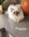 Kärleksfulla och lekfulla kattungar söker tryggt hem