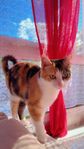 en katt