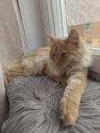 Två katter söker hem!