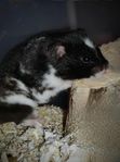 Guldhamsterhane