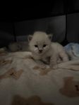 Ragdoll/Birma kattungar