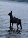 Dobermann tik